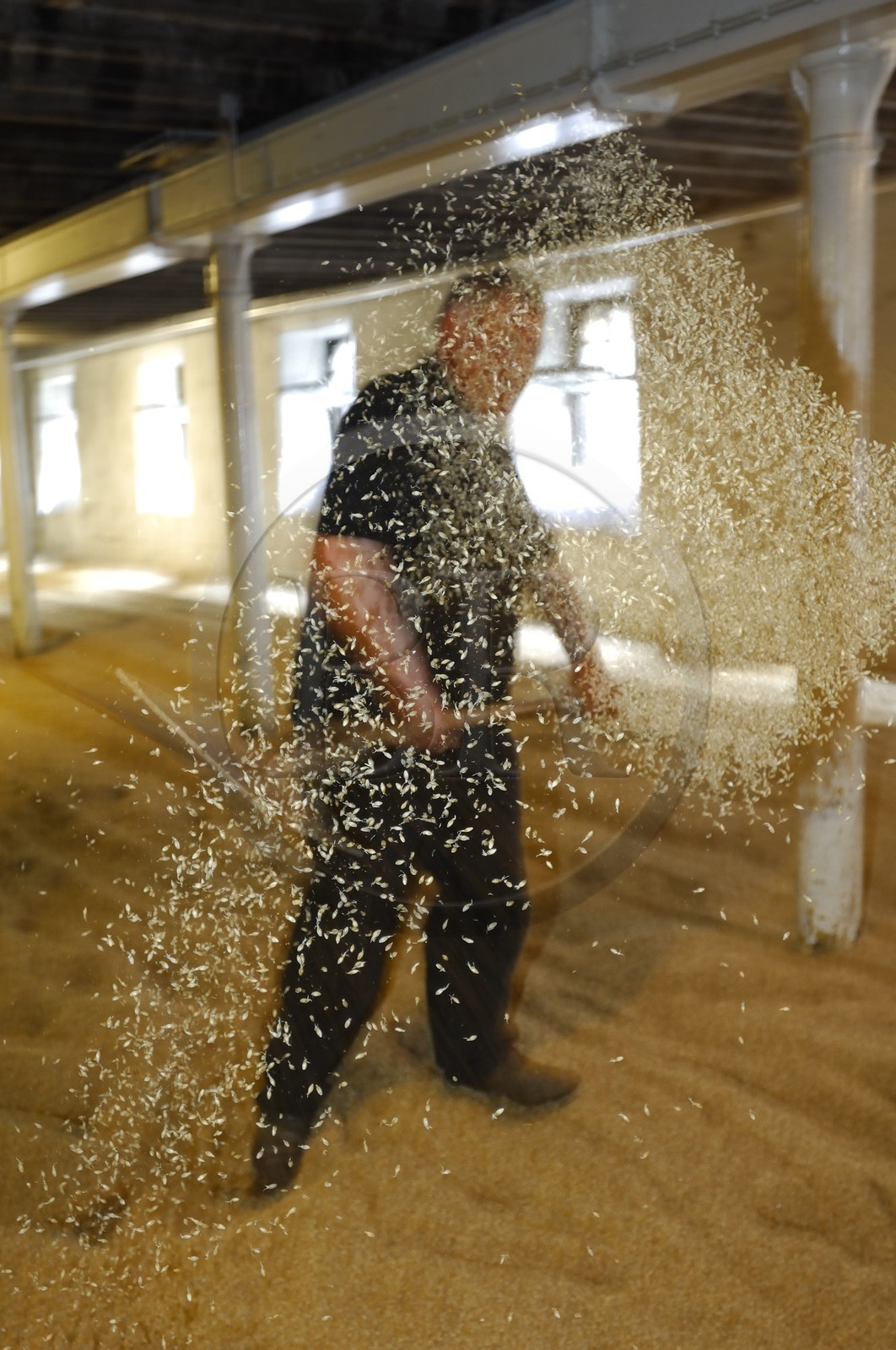 Royaume-Uni, Ecosse, Iles Orcades, Kirkwall, distillerie de whisky Highland Park, plancher de maltage