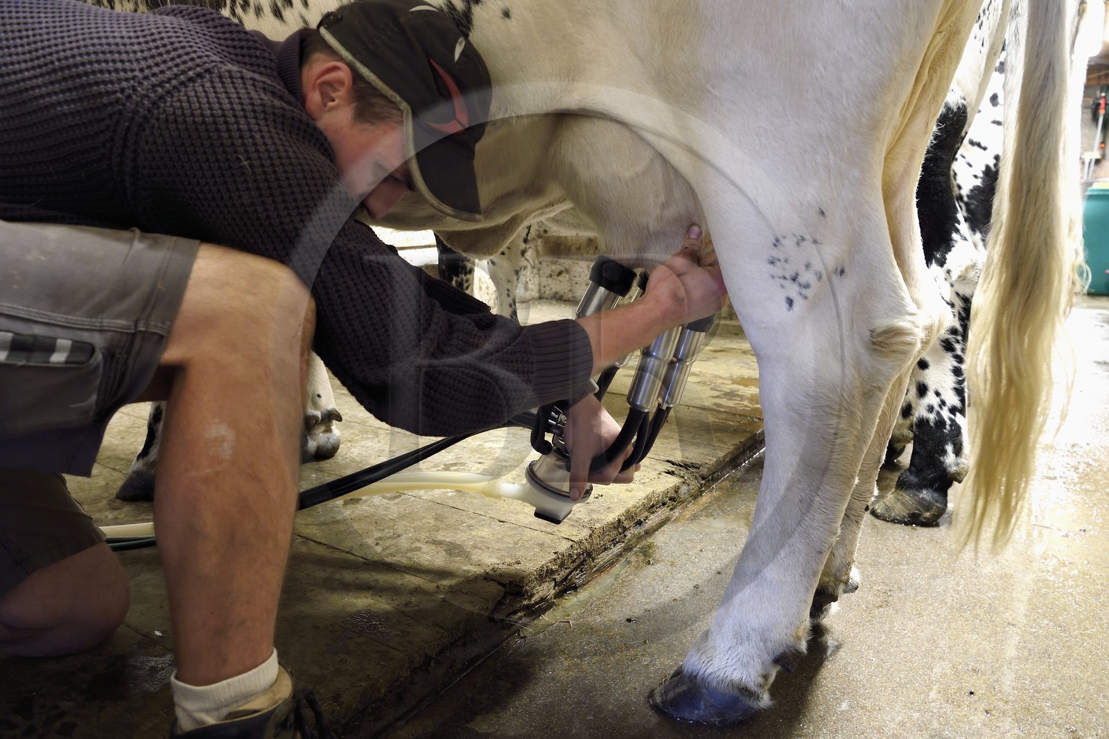 France, Haut-Rhin (68), Kruth, ferme auberge marcaire du Schafert, Florian Sifferlen faisant la traite des vaches vosgiennes