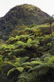 Caraïbes, Ile de la Dominique, fougères arborescentes sur le site de la soufrière froide (Cold Soufrière) près du village de Pennville dans le nord de l'île sur le segment 13 du Waitukubuli National Trail