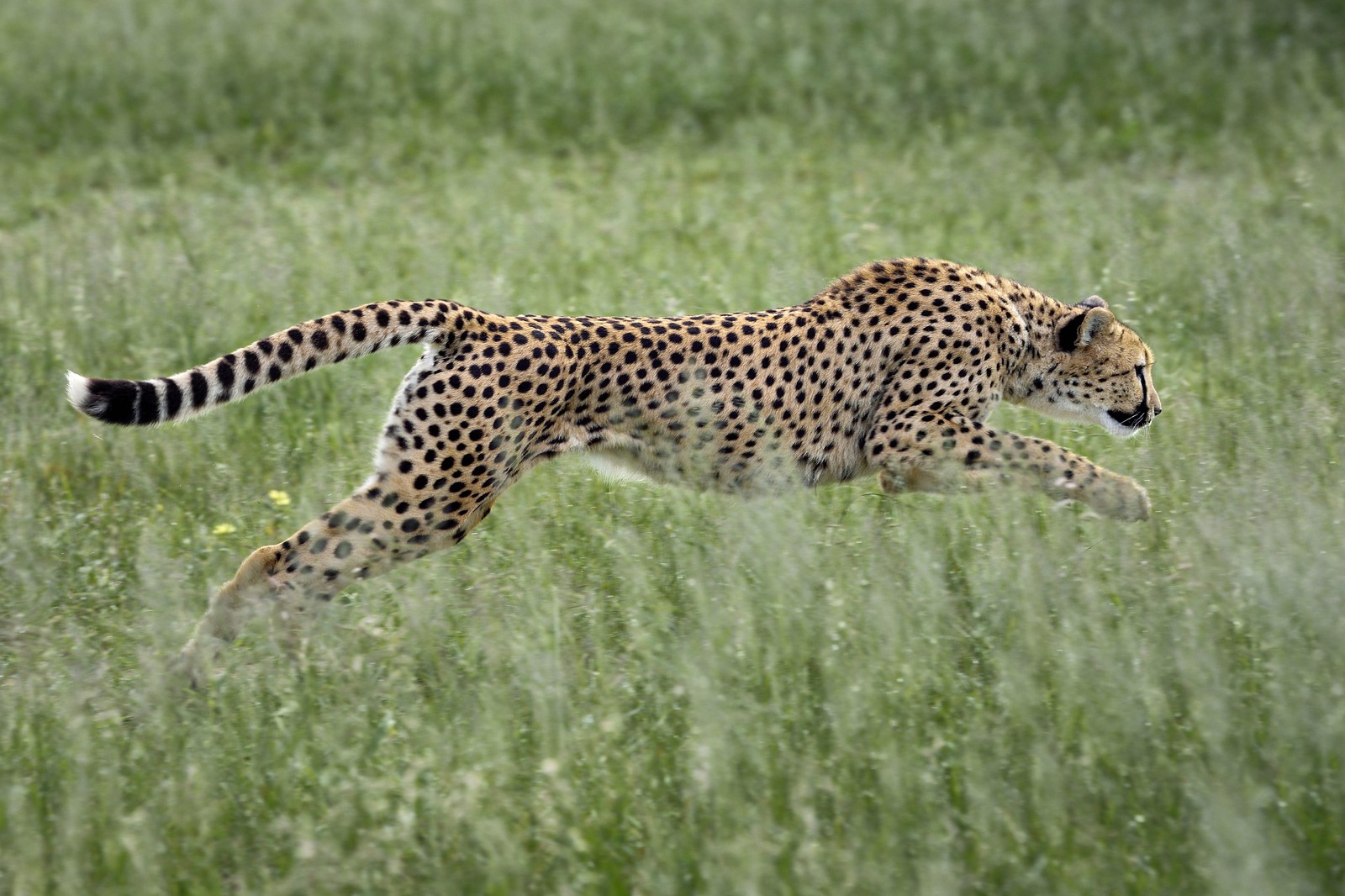 Namibia, Otjiwarongo, Cheetah Conservation Fund, research and education centre, cheetah (Acinonyx jubatus) trained to run to keep fit and healthy