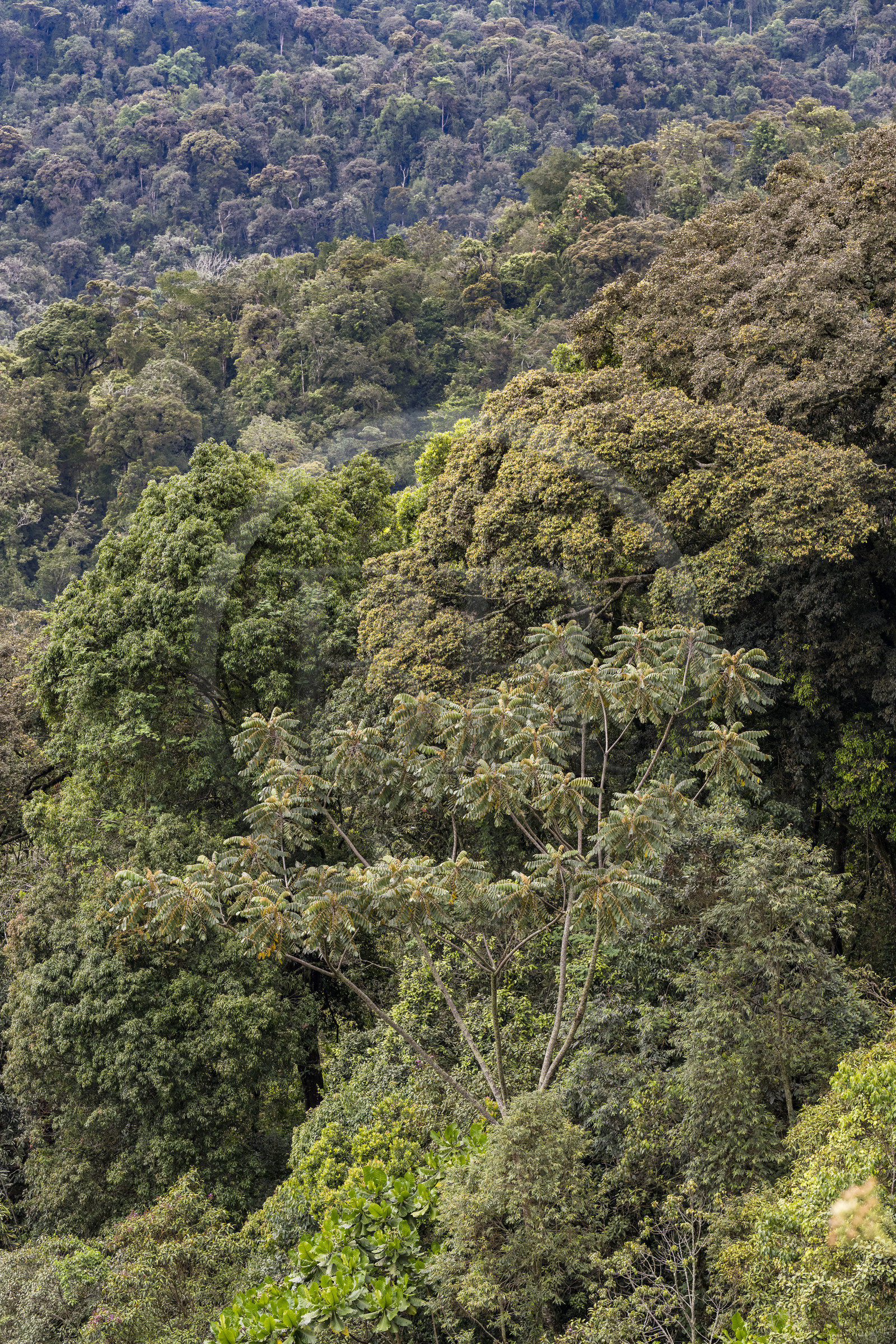 Rwanda, Province de l’Ouest, Colline Ibanda à Uwinka, Parc national de Nyungwe, la canopé vue depuis le Canopy walkway dans la forêt tropicale