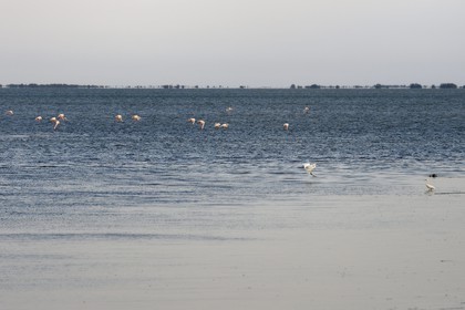 France, Bouches du Rhone, Parc naturel regional de Camargue (Regional Natural Park of Camargue), Vaccares pond, egrets and .flamingos (Phoenicopterus roseus)
