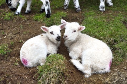 Royaume-Uni, Ecosse, Highland, Lochaber, agneaux