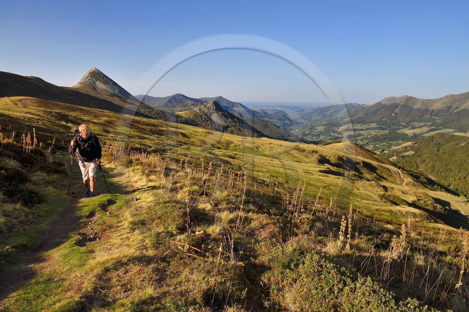 France, Cantal (15), Parc Naturel Régional des Volcans d'Auvergne, Le Lioran, col de Rombière surplombant la vallée de la Jordanne, randonneur sur le chemin de Saint-Jacques de Compostelle par la Via Arverna, en arrière plan le Puy Griou émergeant à gauche et le Griounou à sa droite