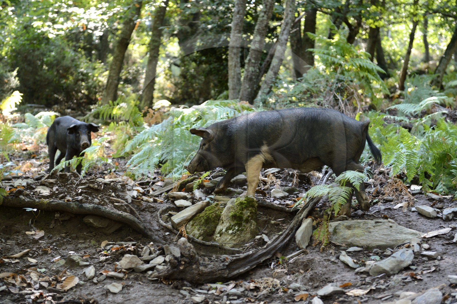 France, Haute-Corse (2B), Castagniccia, cochon semi-sauvages en liberté France, Haute-Corse (2B), Castagniccia, cochon semi-sauvages en liberté