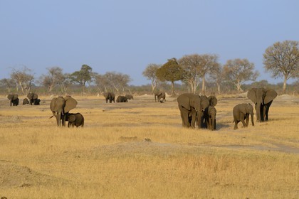 Zimbabwe, province de Matabeleland septentrional, parc national Hwange, éléphants sauvages d'Afrique (Loxodonta africana) dans la savane