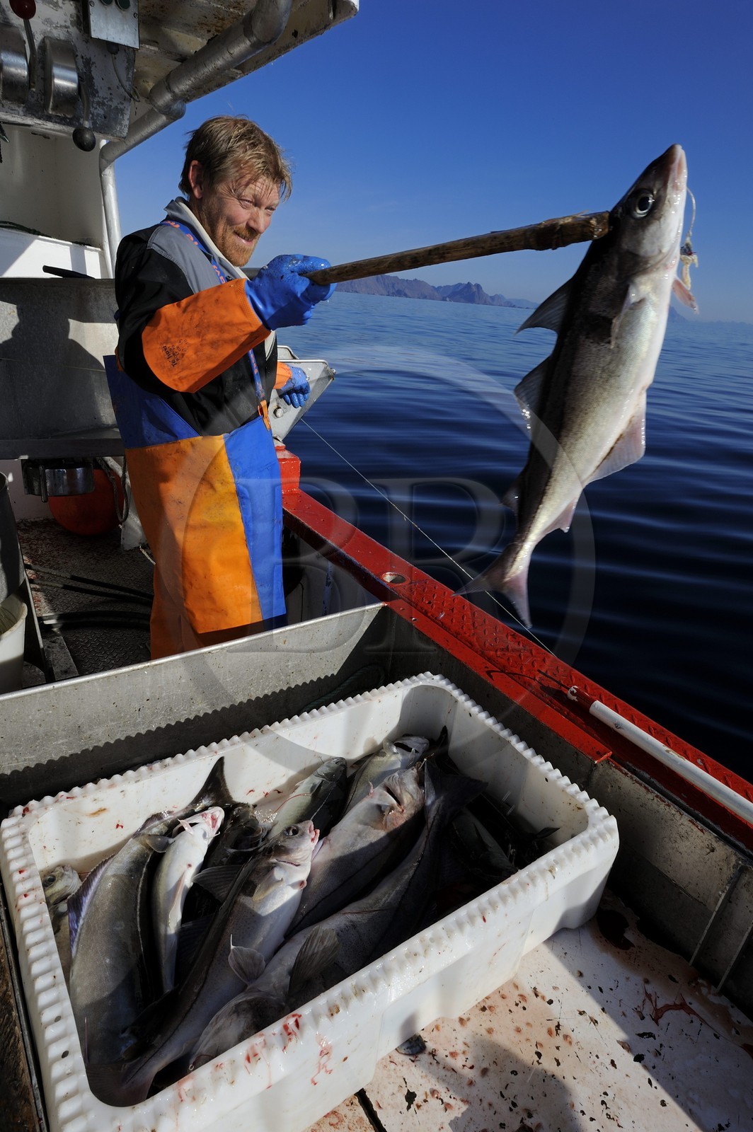 Norvège, Nordland, Îles Lofoten, pêche à la ligne professionnelle