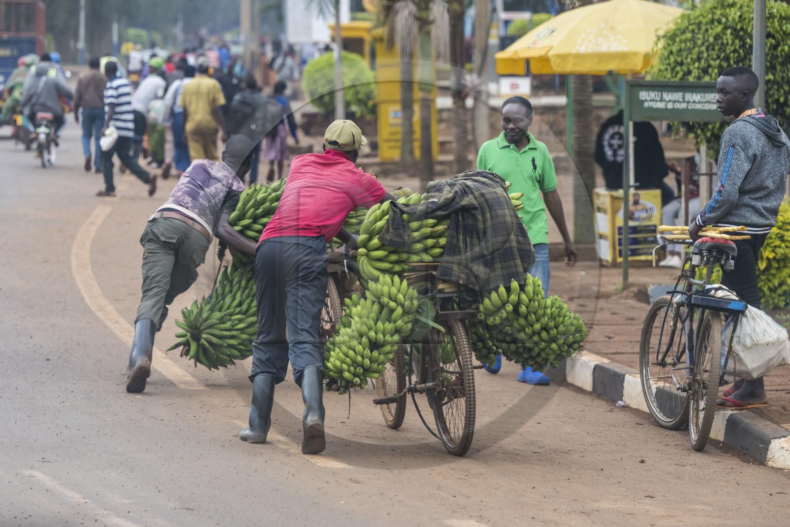 Rwanda, Province de l’Est, Kayonza, transport de régime de bananes plantain sur bicyclette sur la route de l'Akagera, les bicyclettes sont le principal moyen de transport local