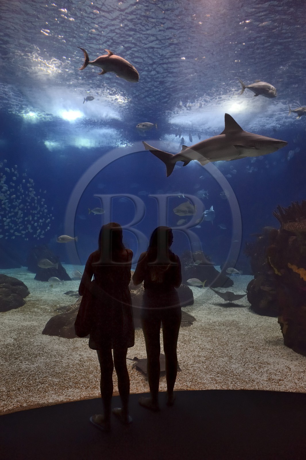 Portugal, Lisbonne, Parque das Nações (Parc des nations) construit pour l'exposition universelle de 1998, Oceanário (Oceanarium), aquarium