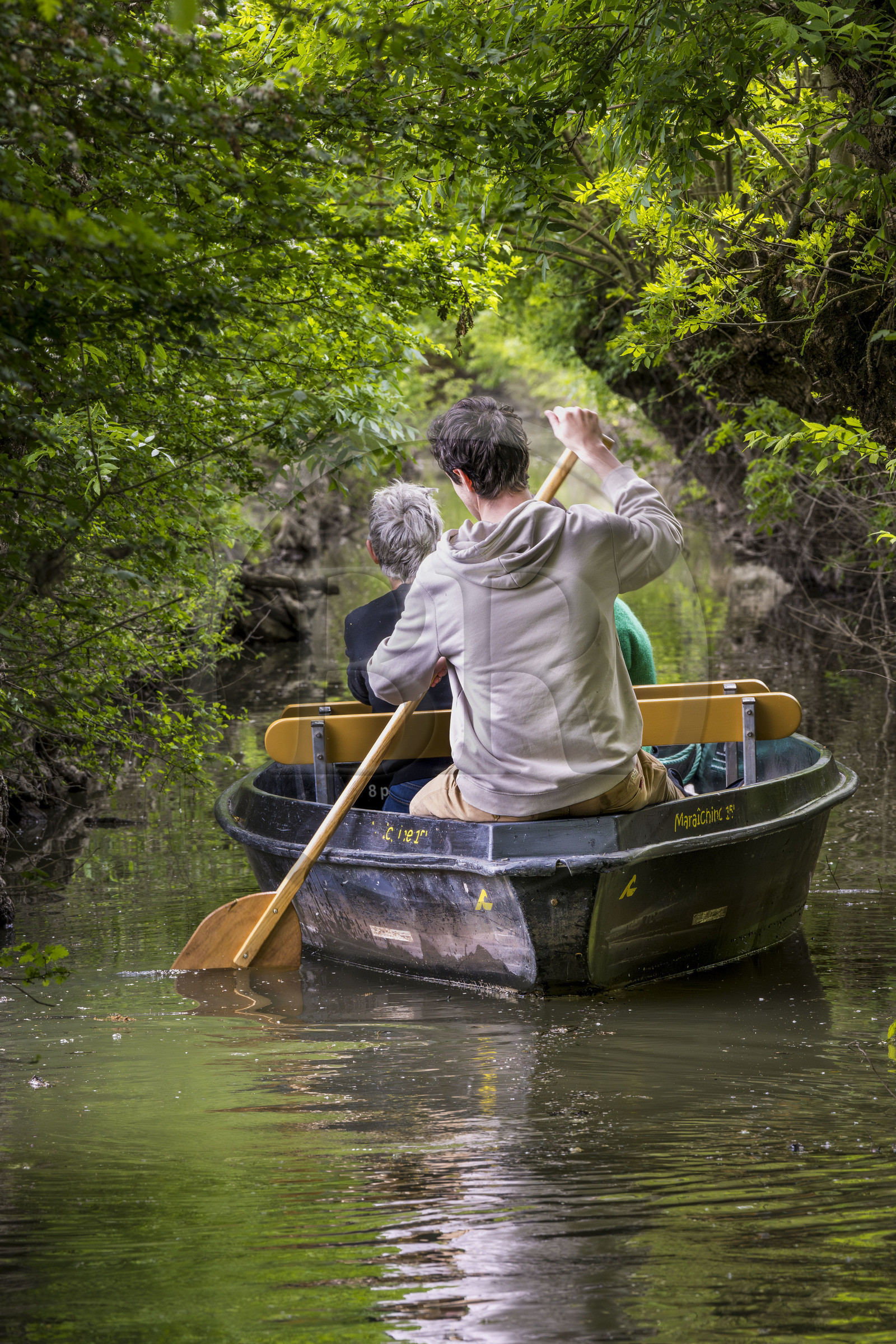 France, Vendée (85), Parc Interrégional du Marais Poitevin labellisé Grand Site de France, Maillezais, batelier effectuant une promenade en barque dans les conches sur les affluents de l'Autise