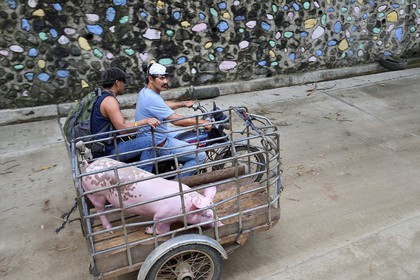 Philippines, province d'Ifugao, région de Banaue, transport d'un porc en tricycle motorisé