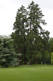 France, Ille-et-Vilaine, Rennes, Thabor Parc, redwood trees
