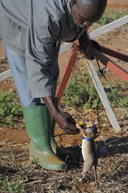 Tanzania, university of Morogoro, the Apopo detection rat technology for mines, rat trainig for detection of TNT on the field