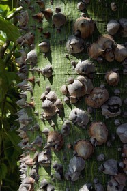 France, Alpes-Maritimes (06), Menton, Jardin botanique exotique du Val Rahmeh, tronc du Fromager ou Kapokier ou Arbre à kapok (Ceiba pentandra)