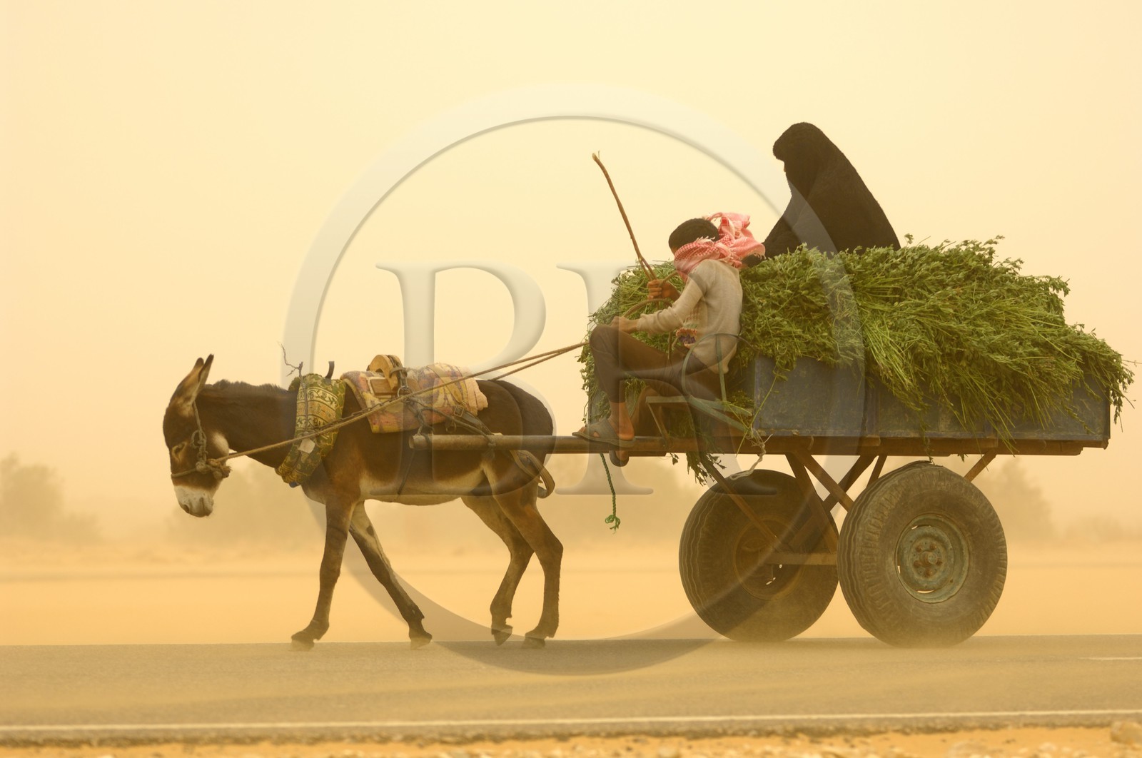 Egypte, désert libyque, oasis de Dakhla, chariot lors du vent de sable (khamsin)
