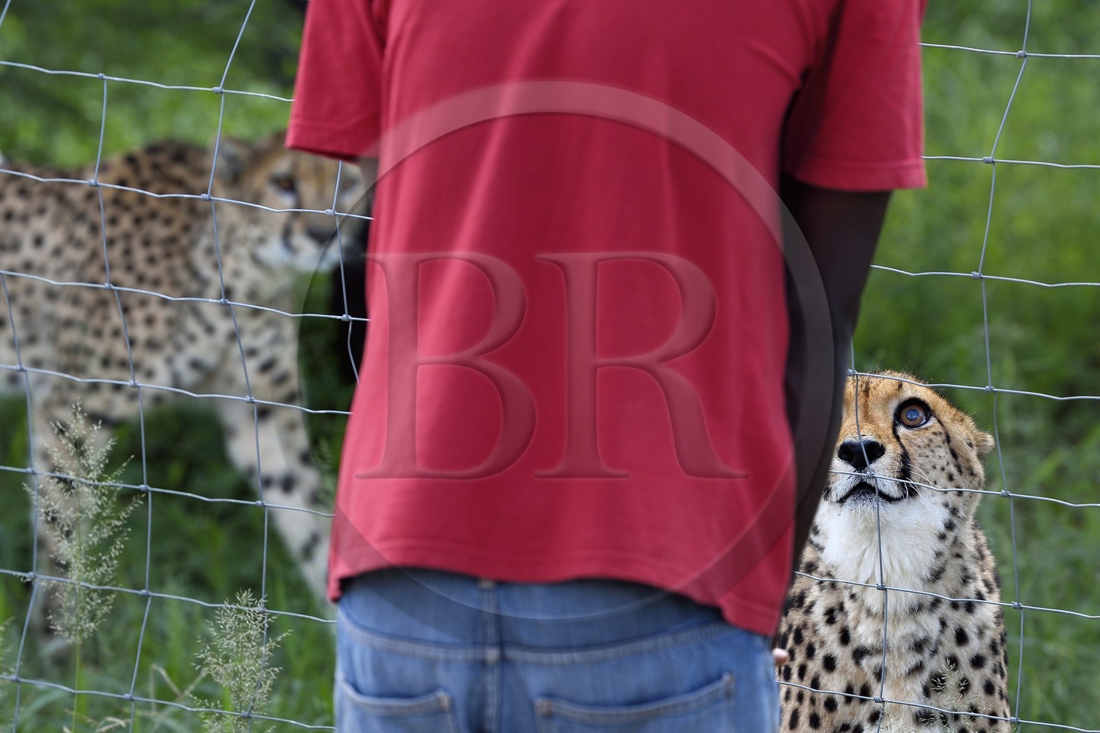 Namibie, Otjiwarongo, Cheetah Conservation Fund, centre de recherche et d'éducation, guépard (Acinonyx jubatus) dans son enclos face à un soigneur Namibie, Otjiwarongo, Cheetah Conservation Fund, centre de recherche et d'éducation, guépard (Acinonyx jubatus) dans son enclos face à un soigneur