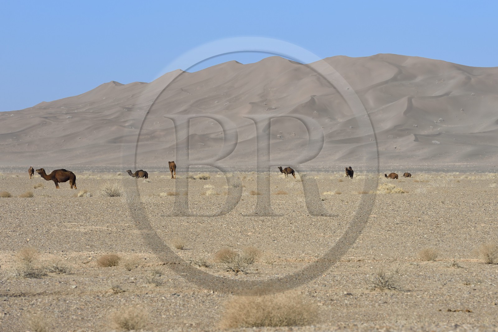 Iran, Province de Yazd, désert du Dasht-e Kavir, Moghestan, dromadaires au pied du massif dunaire dont la plus haute dune atteint les 200 mètres