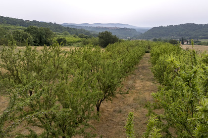 France, Vaucluse, Venasque, almond cultivation by the Silvain Brothers, nougat farmers, almond field (aerial view)