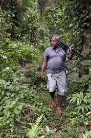 Caribbean, Dominica Island, Morne Diablotin National Park, guide naturaliste Bertrand Jno-Baptiste, bird watching on the Waitukubuli hiking trail that crosses the island