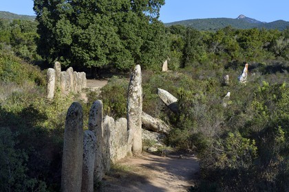 France, Corse-du-Sud (2A), Sartène, alignements de menhirs de Palaggiu (Pagliaju), dressés entre 1900 et 1000 avant Jésus-Christ, avec ses 258 menhirs, c'est le plus important de Méditerranée