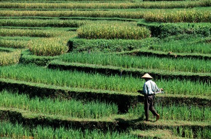 Indonesia, Bali island, rice plantations (rice before harvest) in the area of Antosari