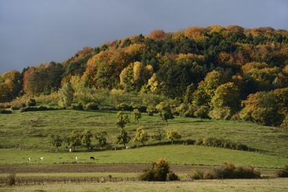 France, Meuse, Lorraine Regional Park, Cotes de Meuse towards Bonzee, herd of cows