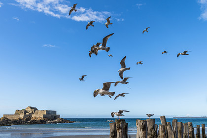 France, Ille-et-Vilaine (35), Côte d'Emeraude, Saint-Malo, Fort National conçu par Vauban et construit par Siméon Garangeau de 1689 à 1693, la plage de l'eventail à marée basse avec ses brise-lames en bois