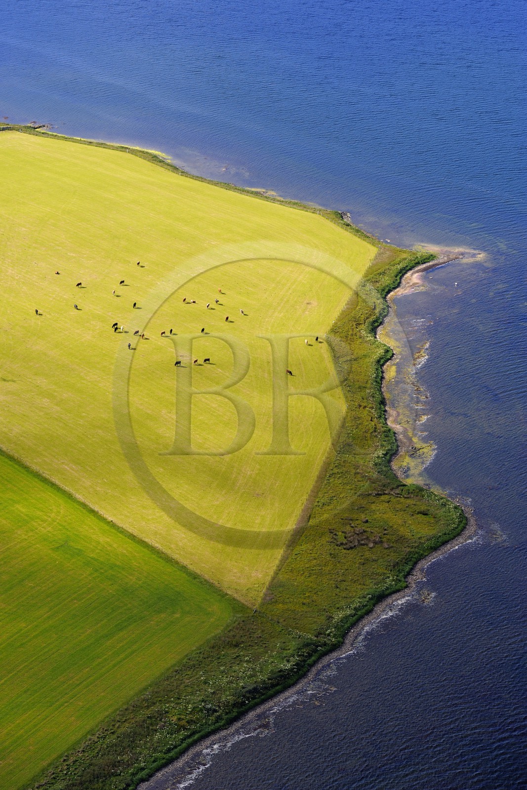 Royaume-Uni, Ecosse, Iles Orcades, Ile de Mainland, troupeau de vache en bordure de mer (vue aérienne)