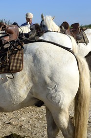 France, Bouches du Rhone, Parc naturel regional de Camargue (Regional Natural Park of Camargue), manade Jacques Mailhan, livestock branding
