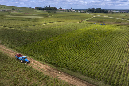 France, Cote d'Or, Climats terroirs of Burgundy listed as World Heritage by UNESCO, Route des Grands Crus, Cote de Beaune vineyard, Pernand-Vergelesses, grape harvest in the vineyards, the village of Aloxe-Corton in the background (aerial view)