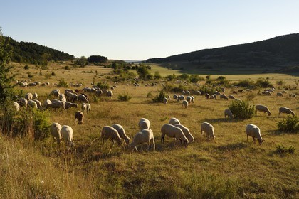 France, Var (83), Parc Naturel Régional du Verdon, région de Trigance, moutons au paturage