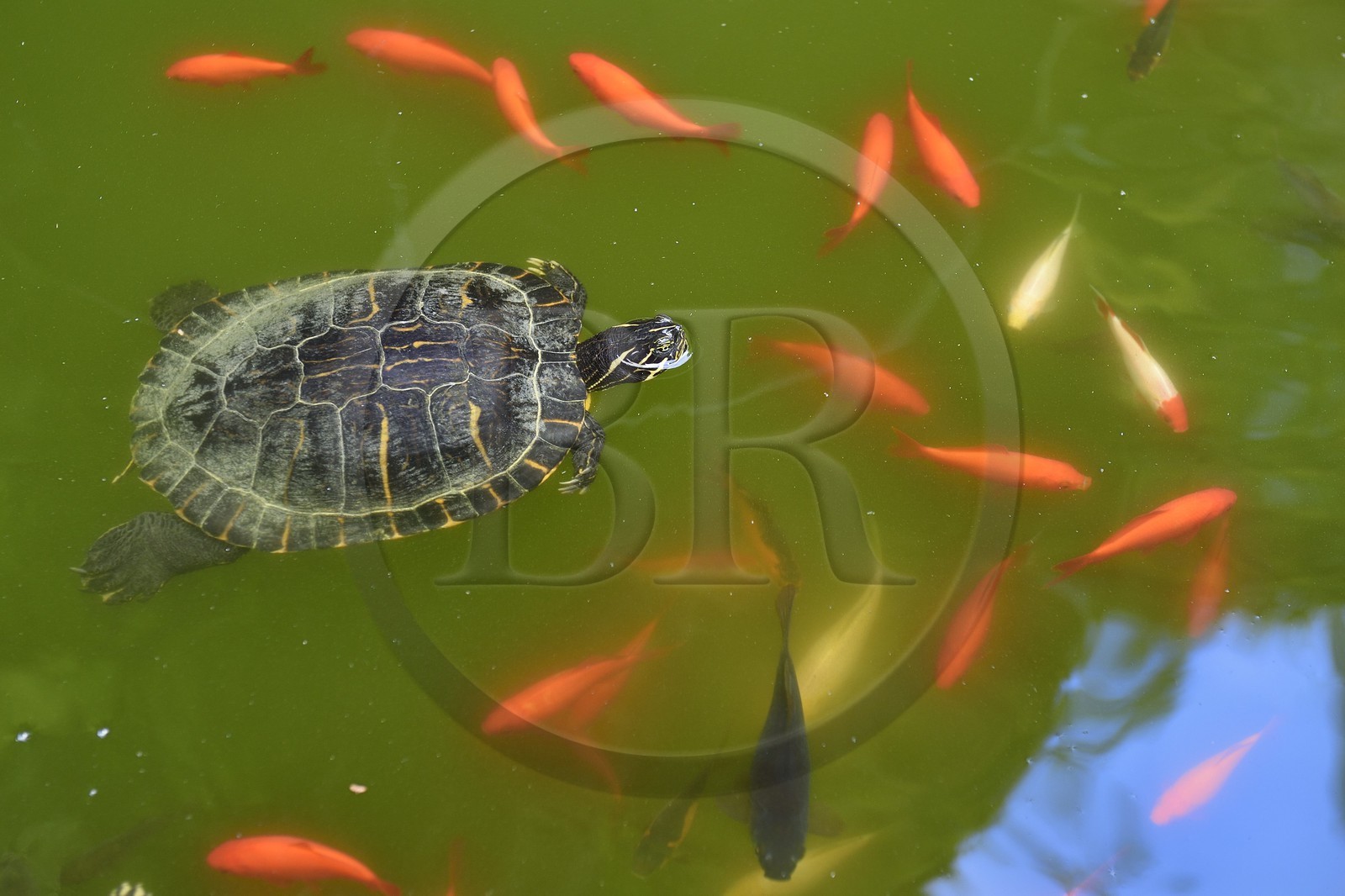 Italie, Vintimille, Cap Mortola près de Menton en France, le jardin botanique Hanbury (Giardini botanici Hanbury), tortue d'eau et poissons rouges