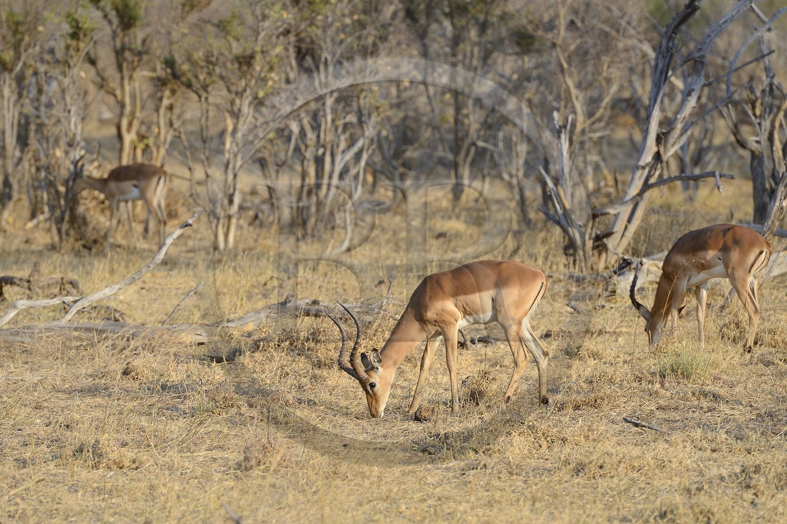 Zimbabwe, province de Matabeleland septentrional, parc national Hwange, impalas (Aepyceros melampus)