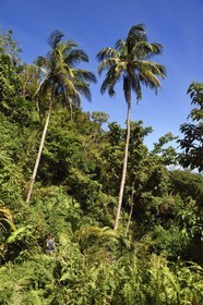 Caraïbes, Ile de la Dominique, randonneur sur le segment 13 du Waitukubuli National Trail dans le nord de l'île entre Pennville et Capuchin