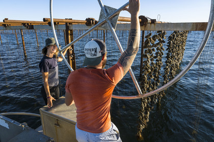 France, Herault, Etang de Thau, Meze, shellfish producers Quentin and Emmeline, suspension farming on ropes in the oyster bed