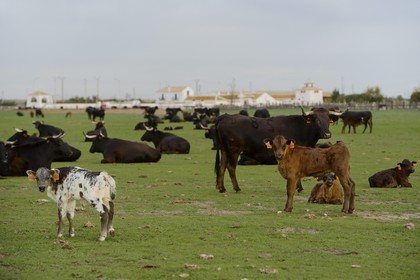 Spain, Andalusia, Seville Province, Utrera, the property El Toruno, breeding of fighting bulls, females and calves are kept away from males