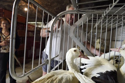 France, Dordogne, Périgord Noir, Saint-Rabier, mulard ducks of Ferme-Auberge du Grand Coderc