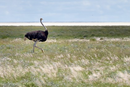 Namibia, Oshikoto region, Etosha National Park, male ostrich (Struthio camelus)