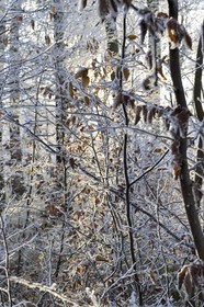 France, Bas Rhin, Saverne region, frosted trees
