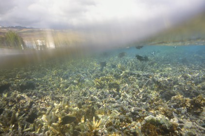France, Ile de la Reunion, Côte Ouest, Saint-Gilles-Les-Bains (commune de Saint-Paul), le récif corallien du lagon de l'Ermitage et de La Saline-Les-Bains (vue sous-marine)