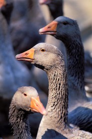 France, Gers, goose