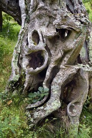 France, Var, Massif des Maures, Collobrières, chestnut trunk