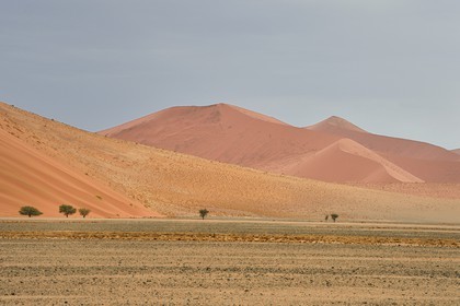 Namibie, région d'Hardap, désert du Namib, parc national du Namib-Naukluft, Erg du Namib classé Patrimoine Mondial de l'UNESCO, dunes de Sossusvlei
