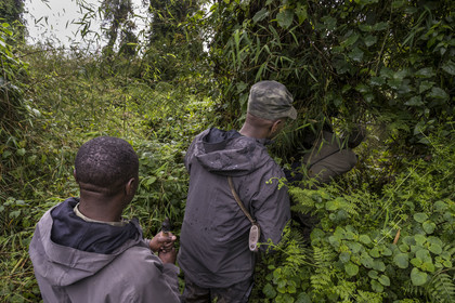 Rwanda, Province du Nord, Parc National des Volcans dans la chaine des Monts Virunga, mont Karisimbi, gardes et pisteurs du Parc accompagnant des touristes à la rencontre des gorilles des montagnes du groupe Susa