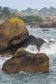 France, Côtes-d'Armor (22), Côte de Granit Rose, Perros-Guirec, Ploumanac'h, pointe de Skewell