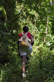 Caraïbes, Ile de la Dominique, randonneuse sur le segment 13 du Waitukubuli National Trail dans le nord de l'île entre Pennville et Capuchin