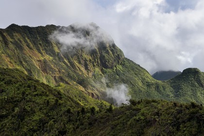 Caraïbes, Ile de la Dominique, Castle Bruce, Parc national du Morne Trois Pitons classé Patrimoine Mondial de l'UNESCO, la forêt tropicale autour du Boiling Lake dont on voit les vapeurs