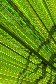 France, Ile de la Reunion, Petite Ile, jardin tropical, palme de palmier