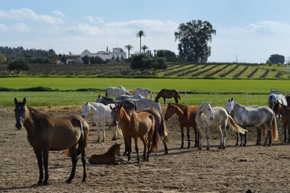 Spain, Andalusia, Seville Province, Utrera, the Ayala stud farm (Yeguada Ayala), Andalusian horse also known as the Pure Spanish Horse or PRE (Pura Raza Espanola)