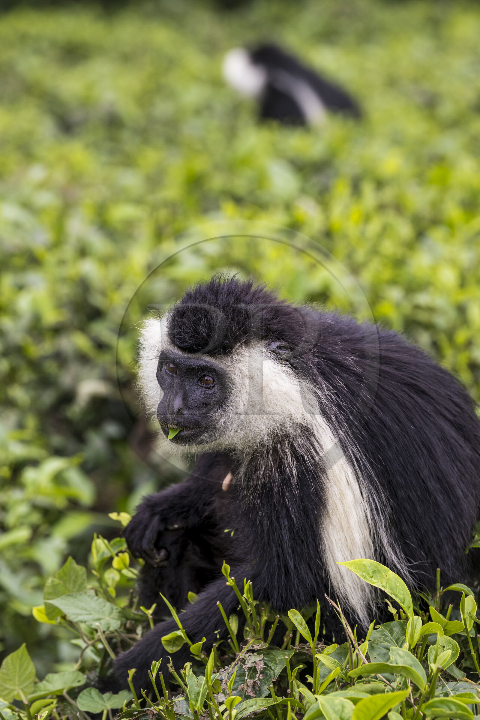 Rwanda, Province de l’Ouest, Gisakura, Parc national de Nyungwe, Colobe de Ruwenzori (Colobus angolensis ruwenzorii) dans une plantation de thédont il ne mange pas les feuilles